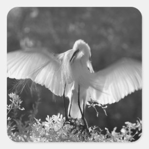 Adesivo Quadrado EUA, Flórida, Garça-branca-grande (Ardea alba) inf
