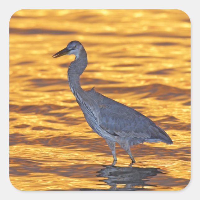 Adesivo Quadrado EUA, Flórida, Ruas. Petersburgo, Fort De Soto Park (Frente)