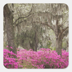 Adesivo Quadrado EUA, Geórgia, Savannah, Primavera no Histórico