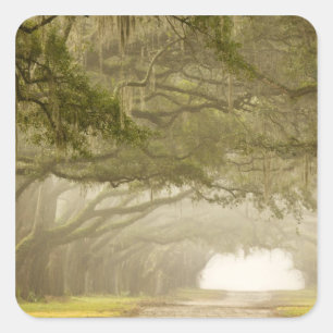 Adesivo Quadrado EUA, Geórgia, Savannah, um carro de carvalho