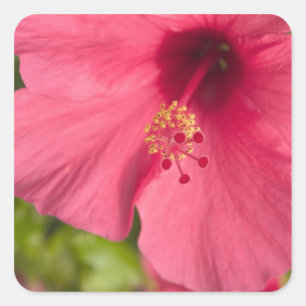 Adesivo Quadrado EUA, Havaí, Kauai, Hibisco