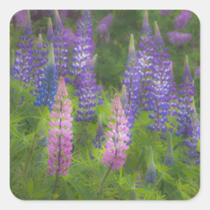 Adesivo Quadrado EUA, Maine, Southwest Harbor. Tainha em flor