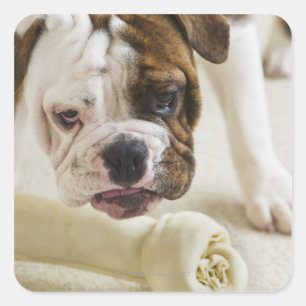 Adesivo Quadrado EUA, New-jersey, Jersey City, filhote de cachorro