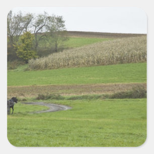 Adesivo Quadrado EUA, nordeste de Ohio. Bugue Amish em fazenda