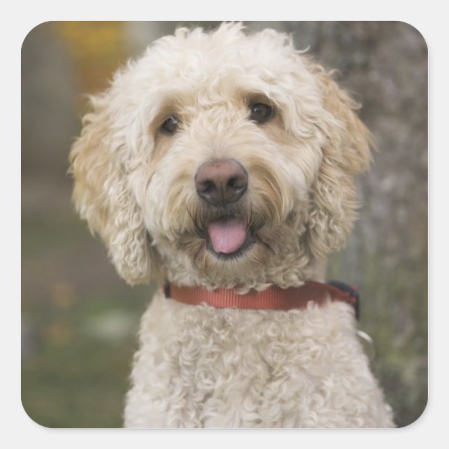 Adesivo Quadrado EUA, Nova Inglaterra, Massachusetts, Reading, (Frente)