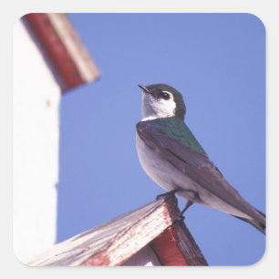 Adesivo Quadrado EUA, Oregon. Andorinha-violácea Tachycineta