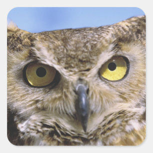 Adesivo Quadrado EUA, Oregon, curvatura. As grandes corujas Horned