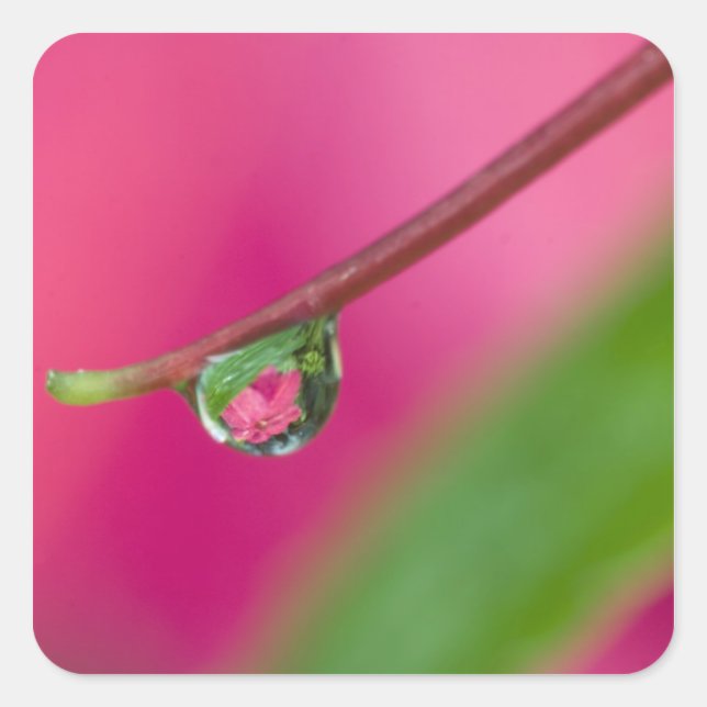 Adesivo Quadrado EUA, Oregon, Jardins Shore Acres, Gota d'água (Frente)