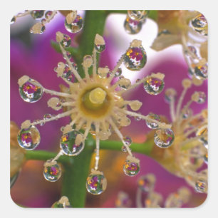 Adesivo Quadrado EUA, Oregon, Portland. Flores de Cosmos refletem e