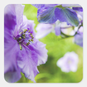 Adesivo Quadrado EUA, Oregon, Vale Willamette, Larkspur Close 2