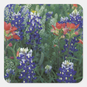Adesivo Quadrado EUA, Texas Hill Country. Bluebonnets e
