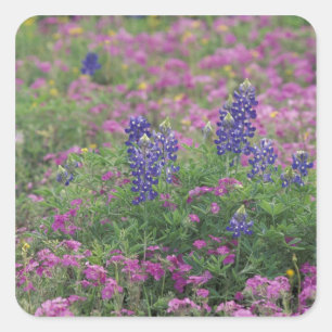 Adesivo Quadrado EUA, Texas Hill Country. Bluebonnets entre phlox