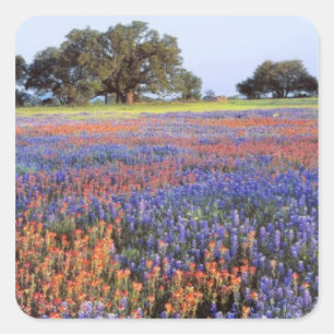 Adesivo Quadrado EUA, Texas, Llano. Redes de emalhar de deriva