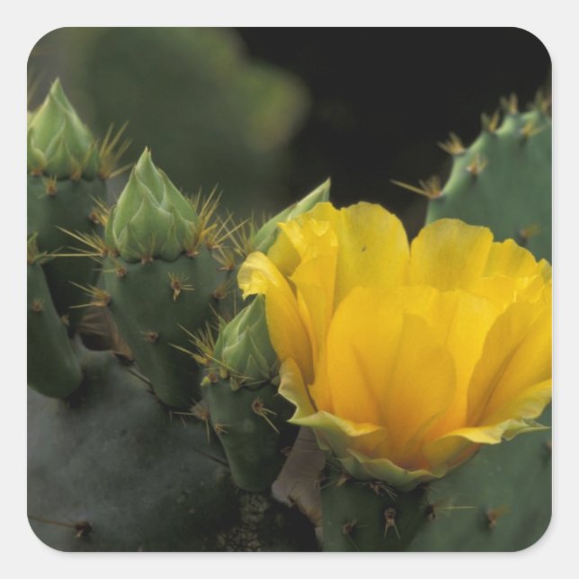 Adesivo Quadrado EUA, Texas, Prickly Pear Cactus florescendo. (Frente)