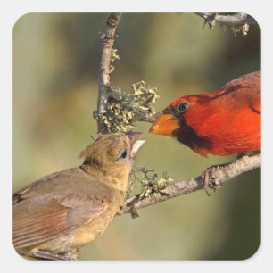 Adesivo Quadrado EUA, Texas, vale do Rio Grande, McAllen. Acoplado