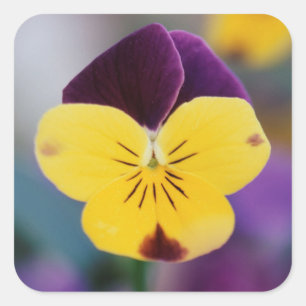 Adesivo Quadrado EUA, Utah, Close-Up de Viola tricolor no jardim