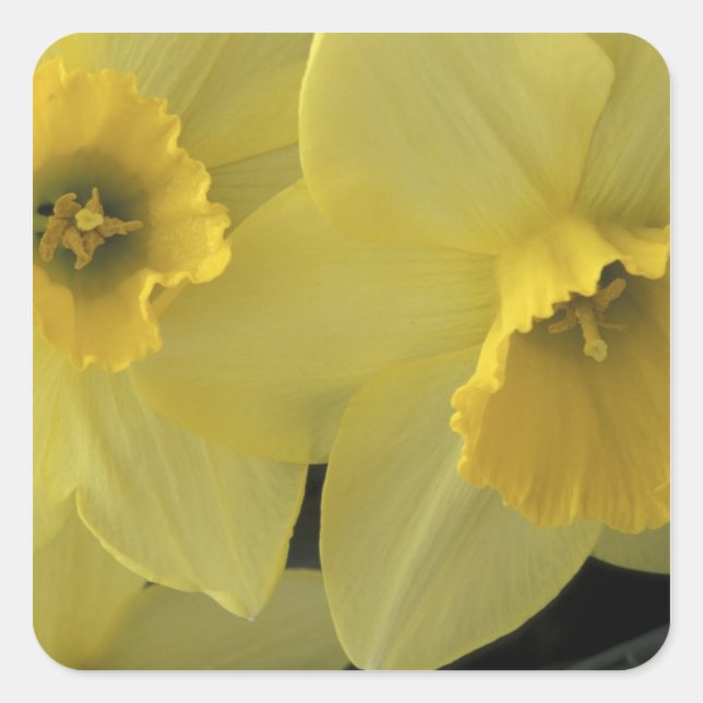 Adesivo Quadrado EUA, Utah, Daffodils do Vale de Cache (Frente)