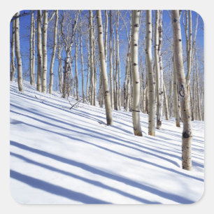 Adesivo Quadrado EUA, Utah, Floresta Nacional Dixie, Aspen Grove