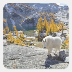 Adesivo Quadrado EUA, WA, Enchantments do Alpine Lakes WIlderness.