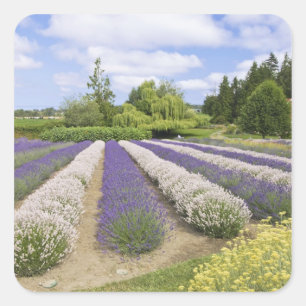 Adesivo Quadrado EUA, WA, Sequim, Purple Haze Lavender Farm