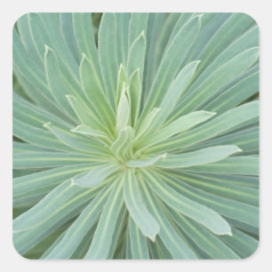 Adesivo Quadrado EUA, Washington, Bellevue, Bellevue Botânico 4