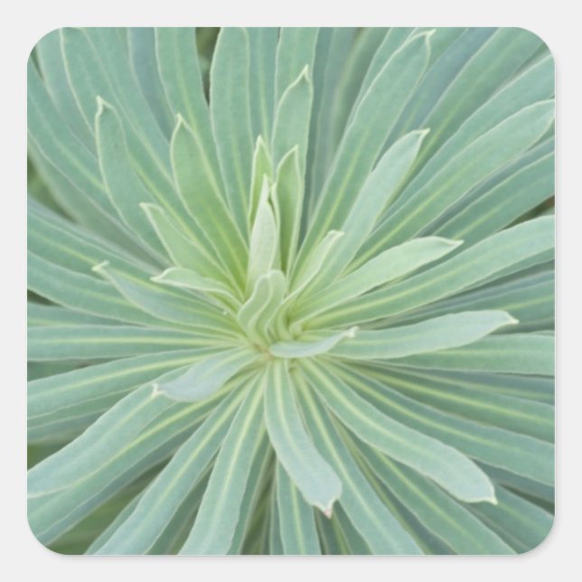 Adesivo Quadrado EUA, Washington, Bellevue, Bellevue Botânico 4 (Frente)