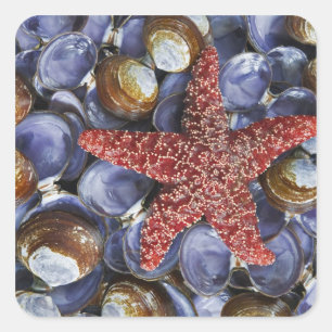 Adesivo Quadrado EUA, Washington, canal da capa, Seabeck. Fim-acima