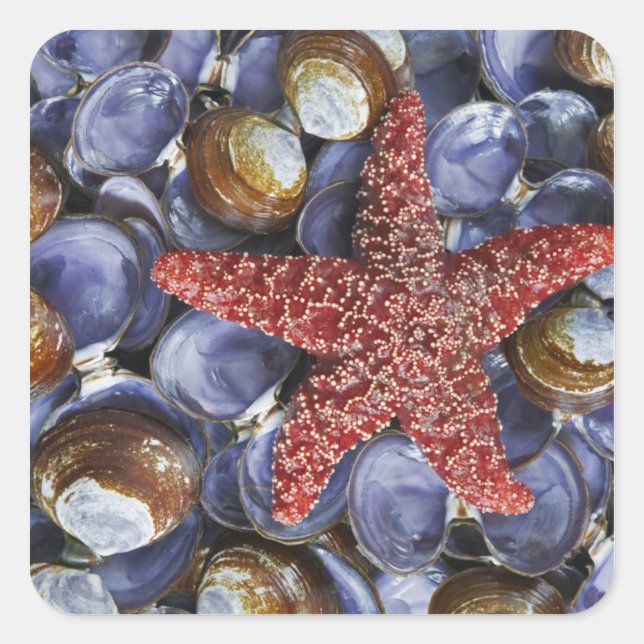 Adesivo Quadrado EUA, Washington, Canal Hood, Seabeck. Close-Up (Frente)