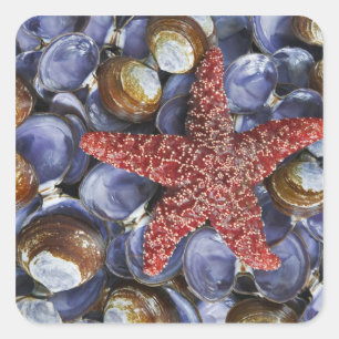 Adesivo Quadrado EUA, Washington, Canal Hood, Seabeck. Close-Up