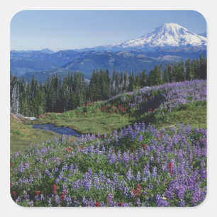 Adesivo Quadrado EUA, Washington Mt. Adams Wilderness, Prados