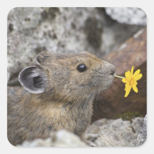 Adesivo Quadrado EUA, Washington, parque nacional das cascatas