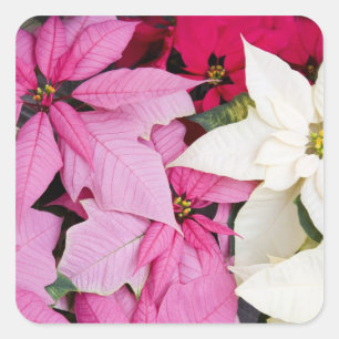 Adesivo Quadrado EUA, Washington, Woodinville, Molbak's Nursery, 2