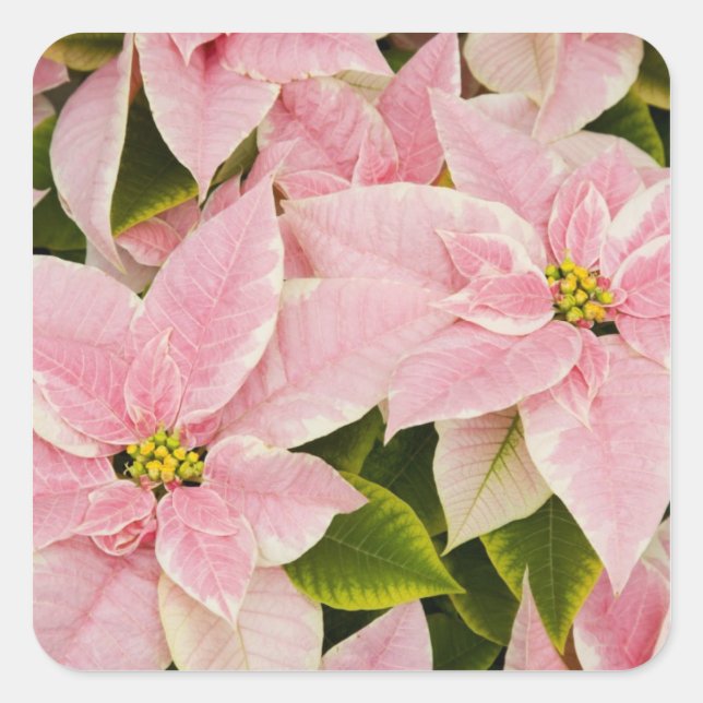 Adesivo Quadrado EUA, Washington, Woodinville, Molbak's Nursery, 4 (Frente)