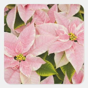 Adesivo Quadrado EUA, Washington, Woodinville, Molbak's Nursery, 4