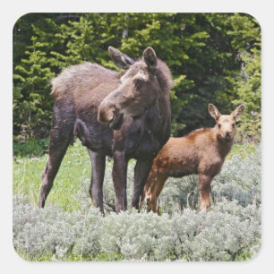 Adesivo Quadrado EUA, Wyoming, Montanhas Bighorn, alce Alces