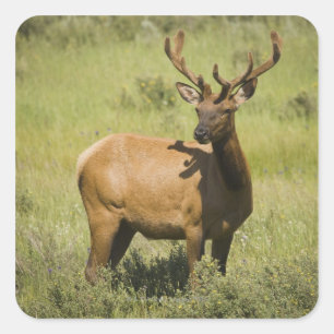 Adesivo Quadrado EUA, Wyoming, Parque Nacional Yellowstone, Elk