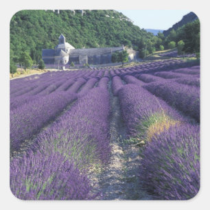 Adesivo Quadrado Europa, França, Provença. Campos de lavandros