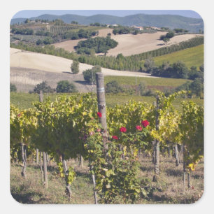 Adesivo Quadrado Europa, Itália, Úmbria, perto de Montefalco, Vinha