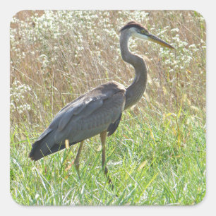 Adesivo Quadrado Excelente Blue Heron - Ardea herodias