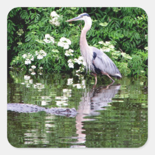 Adesivo Quadrado Excelente Blue Heron e Alligator Stickers