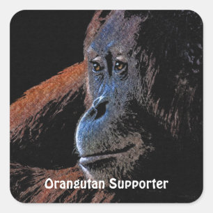 Adesivo Quadrado Excelente Orangutan Ape Primate Stickers