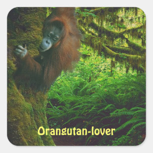 Adesivo Quadrado Excelente Orangutan Ape Primate Stickers