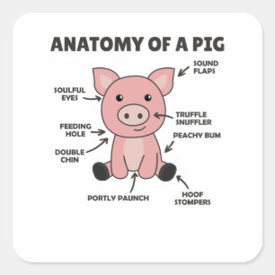 Adesivo Quadrado Explicação Engraçada Da Anatomia De Porcos