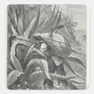 Adesivo Quadrado Extraindo pulque