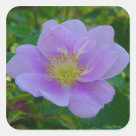 Adesivo Quadrado F37 Rosa Silvestre