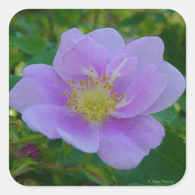 Adesivo Quadrado F37 Rosa Silvestre (Frente)