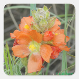 Adesivo Quadrado F40 Flores Silvestres Laranja Malva Escarlate