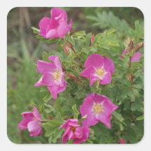 F46 Rosas Silvestres