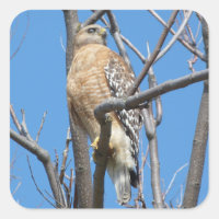 falcão, pássaro, pássaro de presa, falcão de Coope