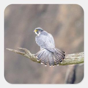 Adesivo Quadrado Falcão Peregrino no Parque Interestadual de Palis